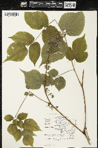 Aralia racemosa image