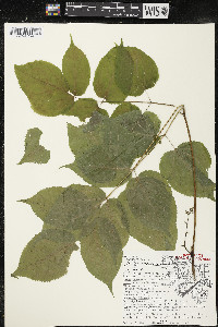 Aralia racemosa image