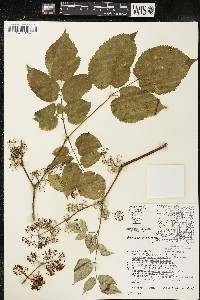 Aralia racemosa image