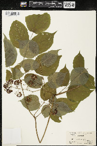 Aralia racemosa image