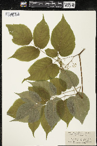 Aralia racemosa image