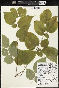 Aralia racemosa image