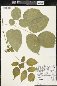 Aralia racemosa image