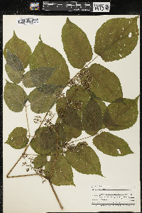 Aralia racemosa image