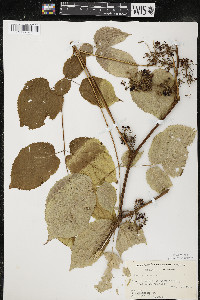 Aralia racemosa image