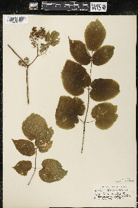 Aralia racemosa image