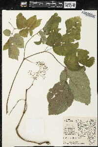 Aralia racemosa image