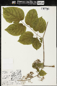 Aralia racemosa image