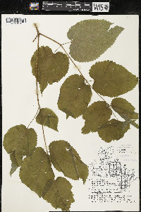 Aralia racemosa image