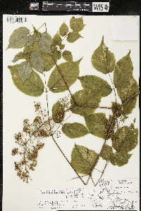 Aralia racemosa image