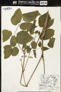 Aralia racemosa image