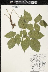 Aralia racemosa image