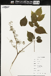 Aralia racemosa image