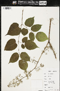 Aralia racemosa image