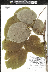 Aralia racemosa image