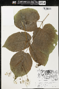 Aralia racemosa image