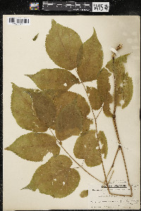 Aralia racemosa image