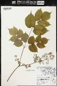 Aralia racemosa image