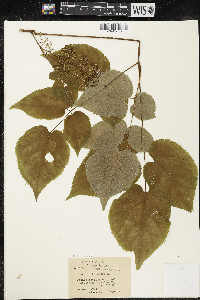 Aralia racemosa image