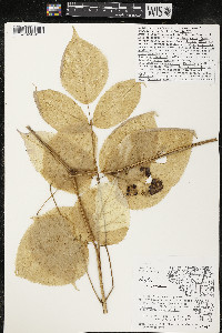 Aralia racemosa image