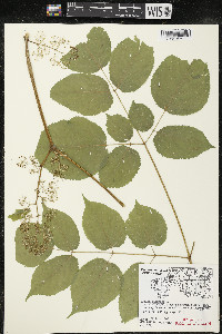 Aralia racemosa image