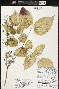 Aralia racemosa image