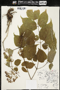 Aralia racemosa image