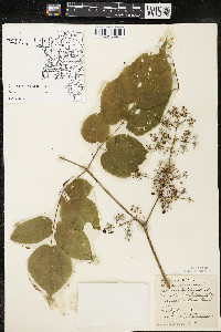 Aralia racemosa image