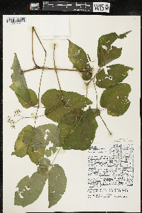 Aralia racemosa image