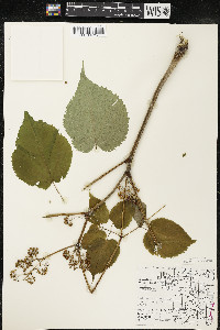 Aralia racemosa image