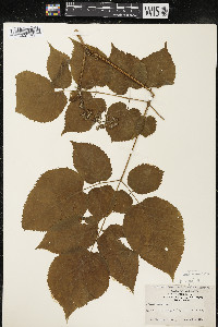 Aralia racemosa image