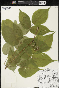 Aralia racemosa image