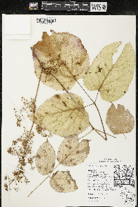 Aralia racemosa image