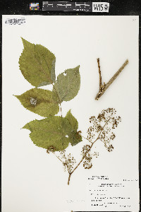 Aralia racemosa image