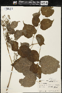 Aralia racemosa image