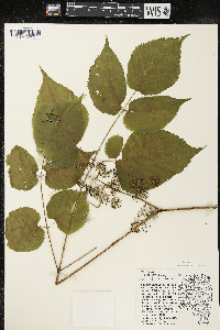 Aralia racemosa image