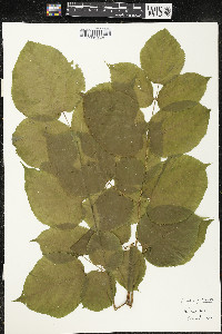 Aralia racemosa image