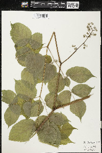 Aralia racemosa image