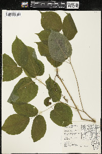 Aralia racemosa image