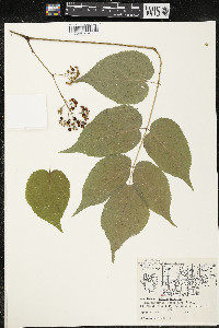 Aralia racemosa image