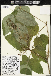 Aralia racemosa image