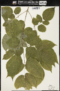 Aralia racemosa image