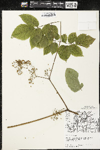 Aralia racemosa image