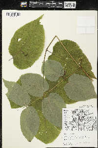 Aralia racemosa image