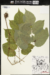 Aralia racemosa image