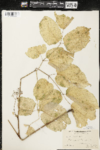 Aralia racemosa image