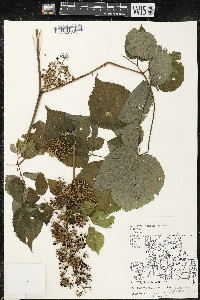 Aralia racemosa image