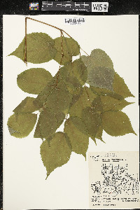 Aralia racemosa image