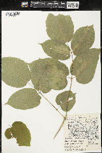 Aralia racemosa image
