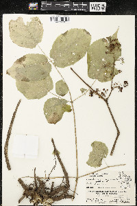 Aralia racemosa image